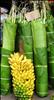 Bananas at the Market Port Vila